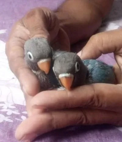 লাভ বার্ড