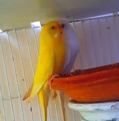 Bajrigar bird