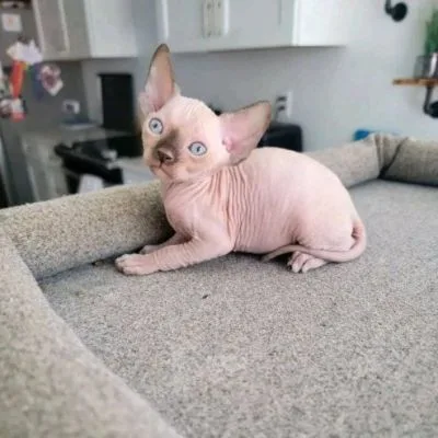 Sphynx Kitten for sale