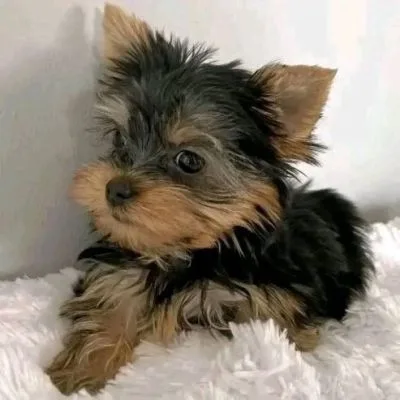 Yorkshire Puppies For Re-Homing