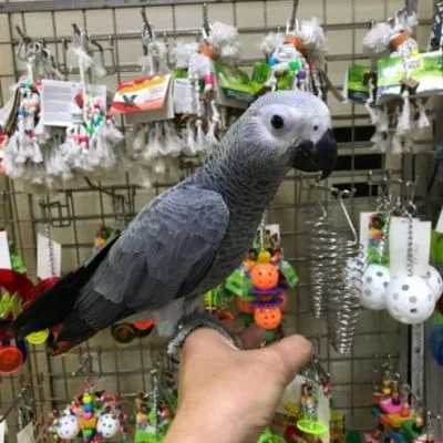 Cockatoo Parrots for Sale