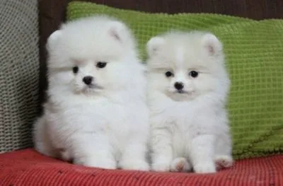 Maltese puppies for sale