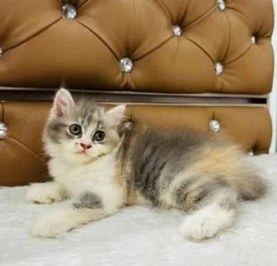 Calico Persian Female