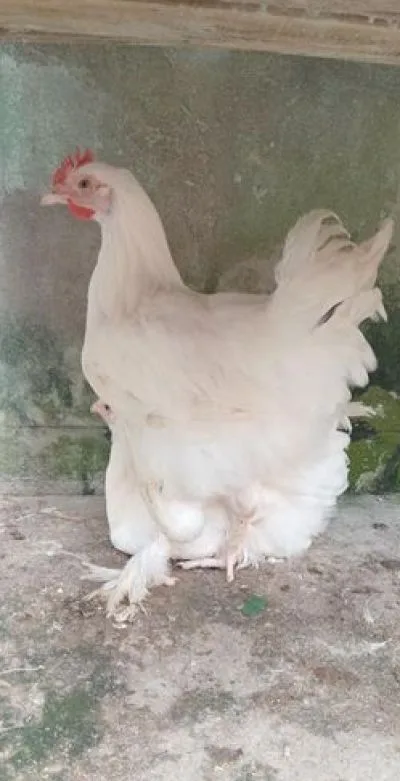 Original brahama for Sale