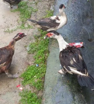 ভালো মানের রানিং ডিম পাড়া চিনা হাঁস