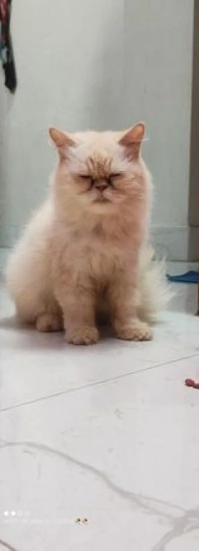 Persian cat