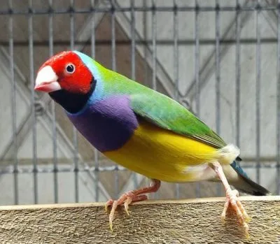 গোল্ডিয়ান ফিন্স রানিং বিক্রি