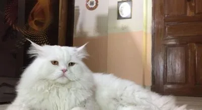 Pure Persian Adult Active Male