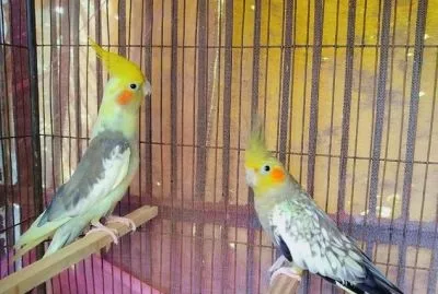 Cockatiel Running Master Pair