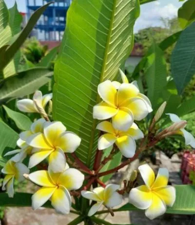 কাঠ গোলাপ গাছ