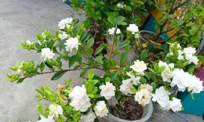 থাই গন্ধরাজ ফুল গাছ