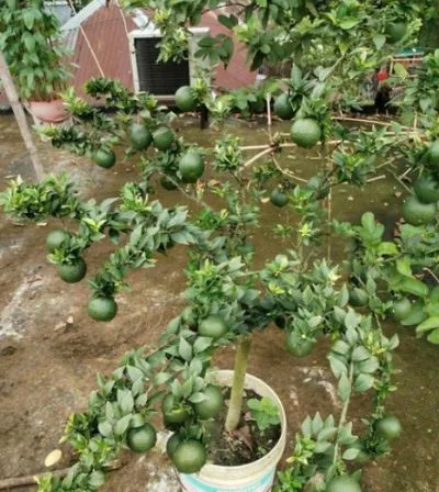 চায়না কমলা ছাদ বাগানের উপযোগী