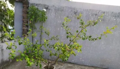 ফুল সহ বল সুন্দরী বরই গাছ বিক্রয়