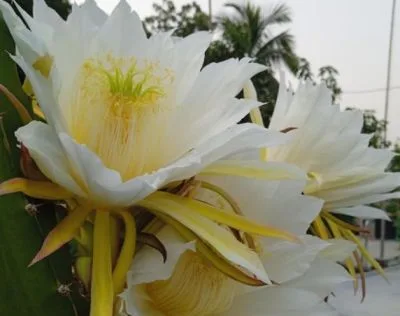 ড্রাগন ফলের গাছ ও কাটিং পাওয়া যায়