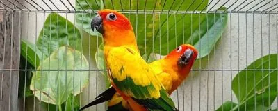 সান কনিউর মাস্টার ব্রিডিং পেয়ার