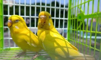 লুটিনো বাজ্রিগার রানিং লাল চোখের পাখি