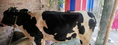 অস্ট্রেলিয়া এবং শাহিওয়াল দুইটি গরু