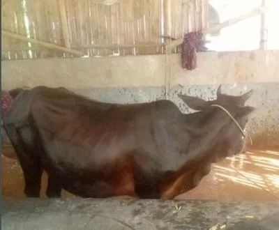 গাভি