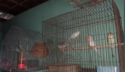 ১ জোরা রানিং ডিম বাচ্চাসহ পাখি