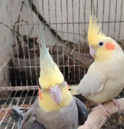 confirm cockatiel pair