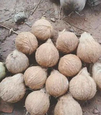 বাগেরহাটের বিখ্যাত সুমৃষ্ট নারকেল