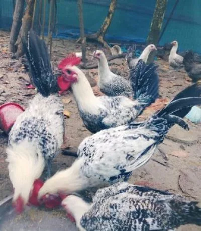 ফাউমি মুরগি 5মাস