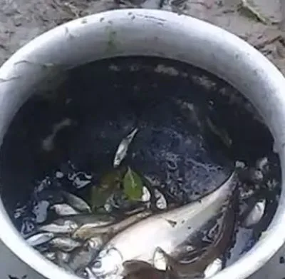 পুকুরের মাছ