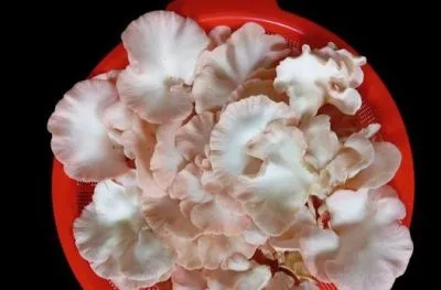 মাশরুম,