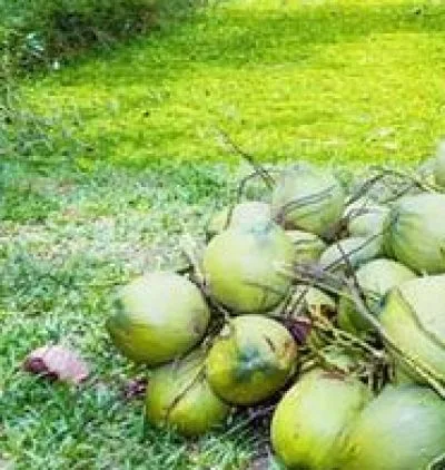 ডাব বিক্রি করা হবে।