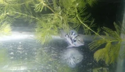 polar parrot fish