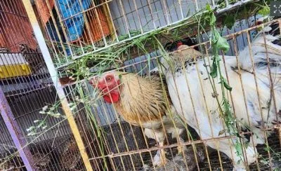 আমেরিকান ইয়ামাহা মুরগি