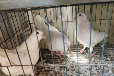 কিং কবুতর