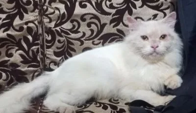 Pure Persian Adult Female
