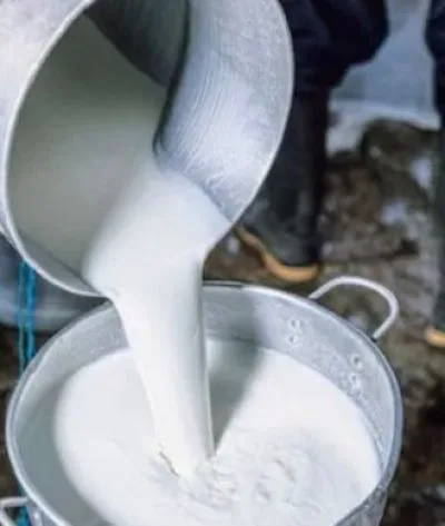 গরুর তরল দুধ