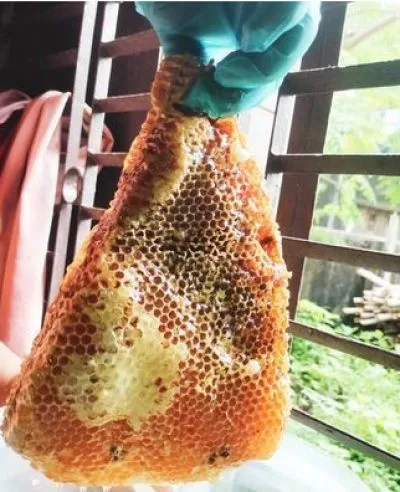 চাকসহ মধু (খাঁটি মধু)