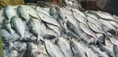 সাগরের ইলিশ