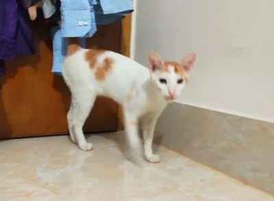 বিড়ালটি বিক্রি করা হবে