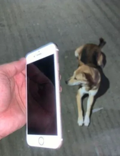 Apple iPhone 6 (Used)
