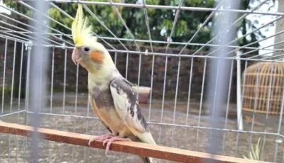 ককাটেল পাখি