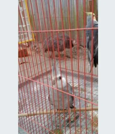 Cockatiel