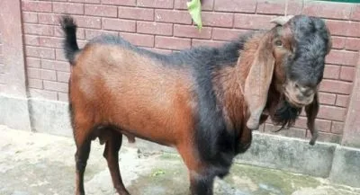 দেশি ছাগল বিক্রি