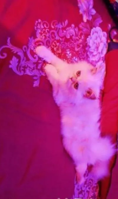 Persian Cat