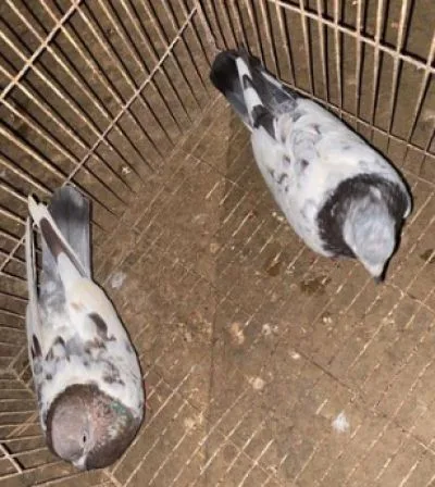 কবুতর বিক্রি
