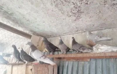 ১৭ টি কবুতর বিক্রি হবে