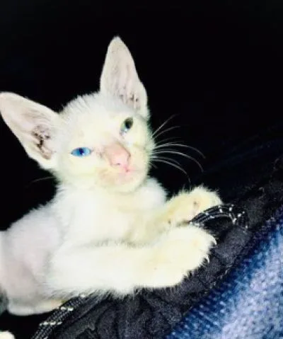 two colour eye (female)
