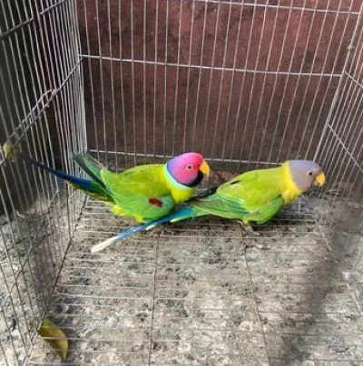 plum headed parakeet parrot
