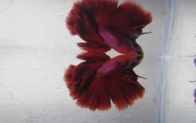 super red betta