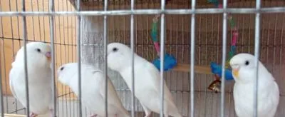 বাজরিগার পাখি বিক্রি হবে