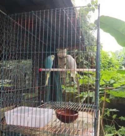 বাজরিগার