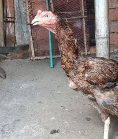 শরালি রানিং মুরগি
